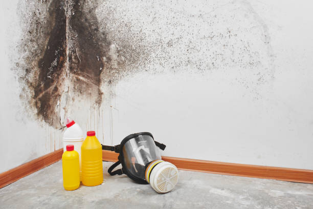 Best Health and Safety Mold Remediation in Redwood City, CA