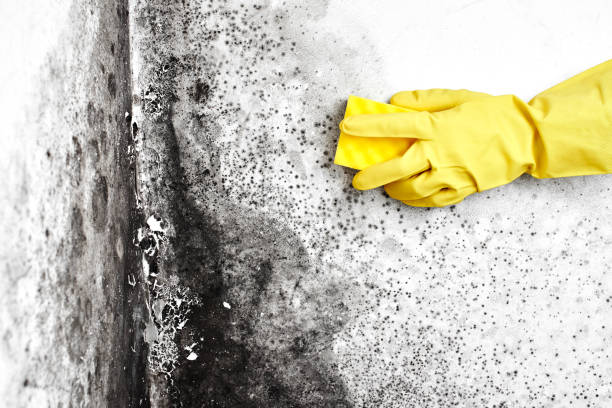  Redwood City, CA Mold Removal Pros