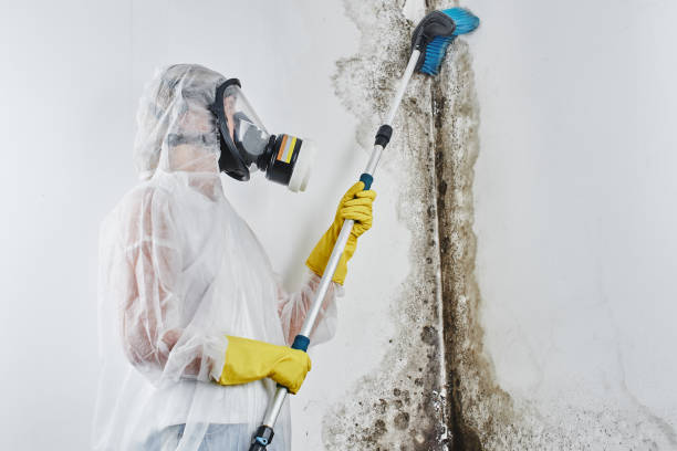 Best Kitchen Mold Remediation in Redwood City, CA