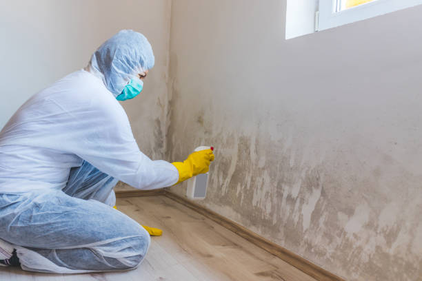 Best Post-Flood Mold Remediation in Redwood City, CA