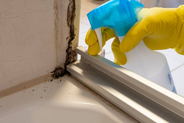 Best Attic Mold Remediation in Redwood City, CA