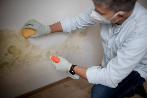 Professional Mold Remediation in Redwood City, CA