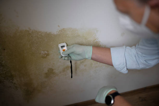 Best HVAC Mold Remediation in Redwood City, CA