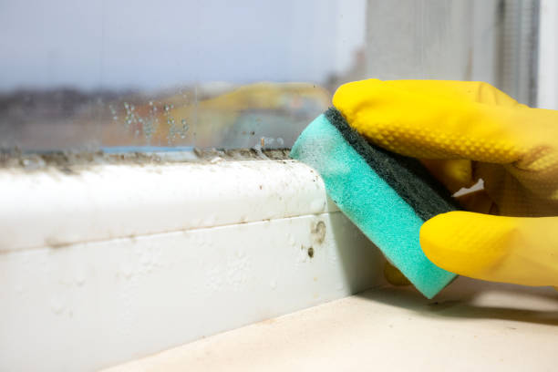 Best White Mold Remediation in Redwood City, CA