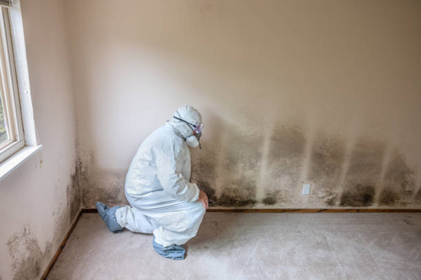 Redwood City, CA Mold Remediation Company