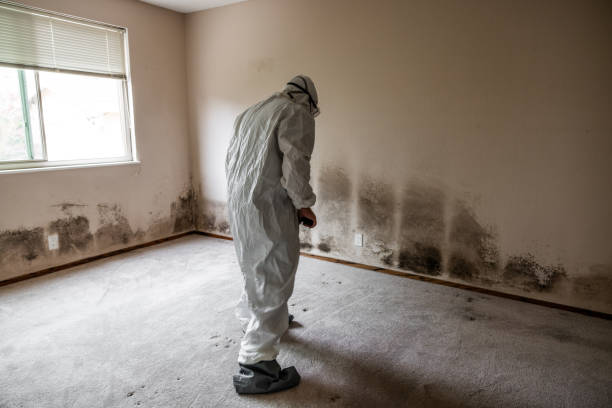 Best Commercial Mold Remediation in Redwood City, CA