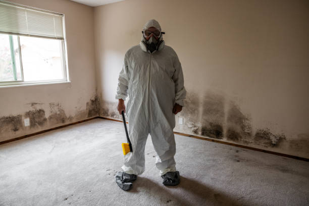 Best Basement Mold Remediation in Redwood City, CA