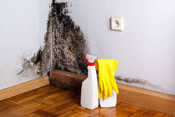 Best White Mold Remediation in Redwood City, CA