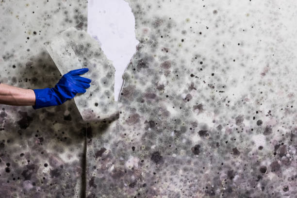 Best Insurance-Related Mold Remediation in Redwood City, CA